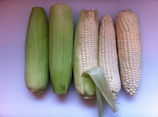 Ears of corn Ears of corn