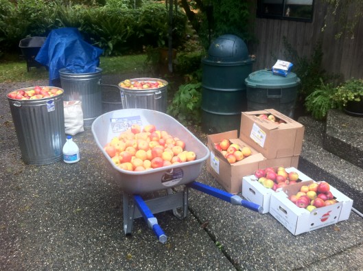Apples Galore Apples Galore