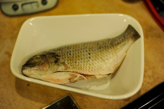 Tilapia